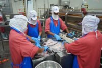 Caption foto:

Proses pengolahan ikan di salah satu Unit Pengolahan Ikan (UPI) fillet ikan yang produknya diekspor ke luar negeri.