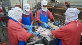 Caption foto:

Proses pengolahan ikan di salah satu Unit Pengolahan Ikan (UPI) fillet ikan yang produknya diekspor ke luar negeri.