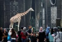 <p>Taman Margasatwa Ragunan (TMR), Pasar Minggu, Jakarta Selatan menyiapkan agenda menarik bagi para pengunjung dalam menyambut HUT ke-499 DKI Jakarta.</p>