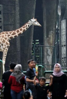 Sambut HUT Jakarta, Masuk Ragunan Gratis di Tanggal Ini