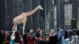 <p>Taman Margasatwa Ragunan (TMR), Pasar Minggu, Jakarta Selatan menyiapkan agenda menarik bagi para pengunjung dalam menyambut HUT ke-499 DKI Jakarta.</p>