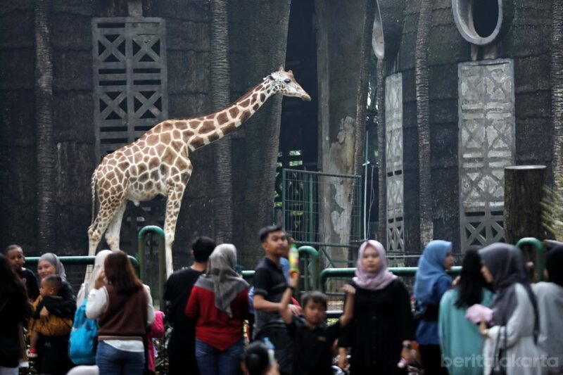 <p>Taman Margasatwa Ragunan (TMR), Pasar Minggu, Jakarta Selatan menyiapkan agenda menarik bagi para pengunjung dalam menyambut HUT ke-499 DKI Jakarta.</p>