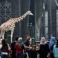 <p>Taman Margasatwa Ragunan (TMR), Pasar Minggu, Jakarta Selatan menyiapkan agenda menarik bagi para pengunjung dalam menyambut HUT ke-499 DKI Jakarta.</p>